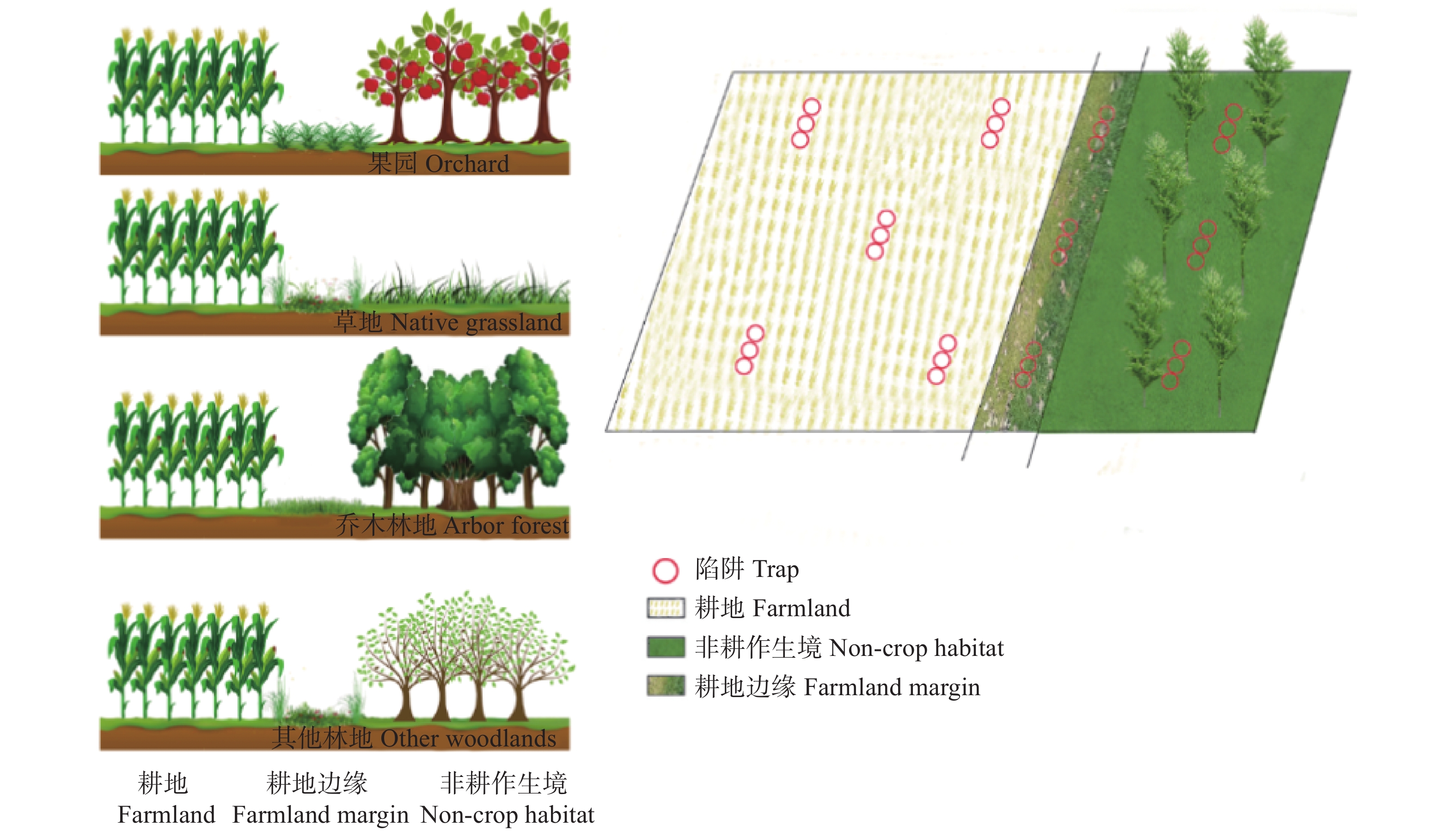 数々の賞を受賞 リン その他 - miapple.ca